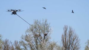 Ministerium wertet es als vollen Erfolg: Erste Drohnen waren am Bodensee gegen Kormorane im Einsatz
