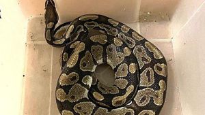 Pitone reale di oltre un metro nelle campagne: la paura, l’allarme e la cattura