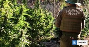 Cannabis, permisología y agenda de seguridad: crónica de una desesperanza aprendida