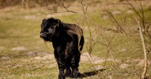 Så er Mols Laboratoriets forvaltning af dyr heldigvis afgået ved døden