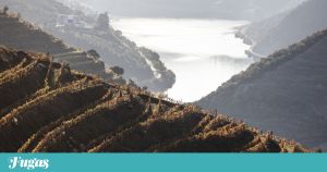 O novo nazareno, o diácono Núncio e os abelharucos