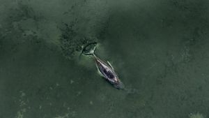 Pompa per aspirare la sabbia e cuscini d’aria per salvare Timmy, via alla mega operazione per liberare la megattera arenata nel Baltico