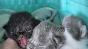 Allarme esche a San Vito: gatta e cuccioli uccisi dal veleno. È caccia ai bocconi killer