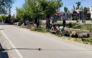 A Tender That Nearly Wiped Out 62 Mulberry Trees in Kashmir