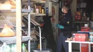 A caccia della droga. Blitz nel luogo del delitto con le unità cinofile. Il ruolo del macellaio