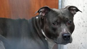 Educatore cinofilo entra nel box di un pitbull, il cane lo azzanna a gambe e piedi
