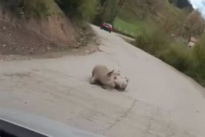 “Stanje redovno”: Na putu Foča – Šćepan Polje oprasila se krmača