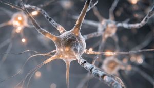 Scientists make artificial neurons 'talk' to living brain cells in recent breakthrough