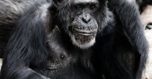 Animal Minds: Can We Really Know What They Think and Feel?