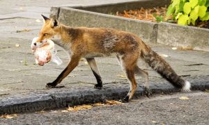 Terror-Fuchs von Reinickendorf tötet Hund – Anwohner sind alarmiert