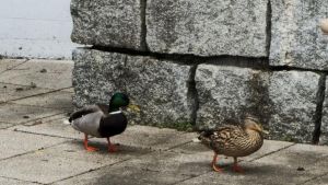 Drama um Ente Mathilde: Zerstörte Eier beschäftigen Badegäste – und die Behörden