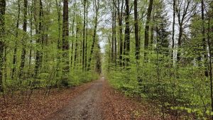 Was Spaziergänger im Wald jetzt wissen müssen – Tipps zum Schutz von Tieren und Natur