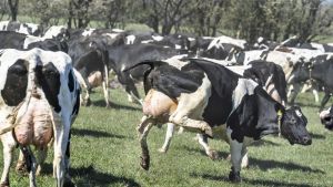 Økodagen er en kortvarig fortælling om dansende køer. De vågner snart op til en anden virkelighed