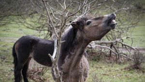 Nye ejere har stor plan: Mere vild natur kan være på vej på Mols