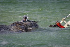 Warum der gestrandete Wal von Poel das perfekte Spiegelbild für Berlin ist