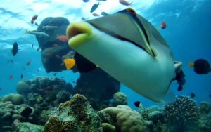 New site offers travel by armchair to Eilat’s magnificent coral reefs