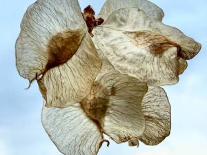 Meloni al 94%, Venezia a Venturini: quando il futuro diventa un contratto