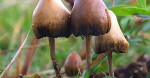 “Magic Mushrooms” and the Treatment of Mental Illness