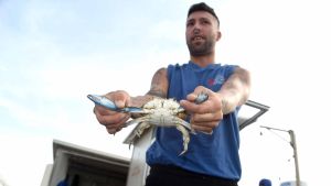 Granchio blu, c’è il nemico naturale: il polpo come chiave contro la piaga