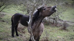 Er du klar til et væd­de­mål? Ek­stre­mi­ster­ne på Mols ven­der til­ba­ge …