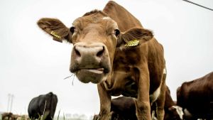 Lad os nu få flere dyr under åben him­mel