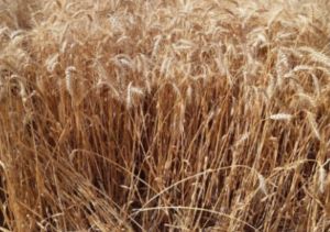 New drought-resistant wheat variety named after October 7 victim