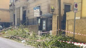 Vomero, troppi platani abbattuti. La protesta