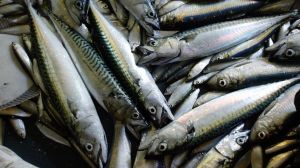 Supermarkten halen bedreigde Atlantische makreel uit de schappen vanwege overbevissing