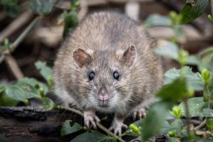 Horeca krijgt steeds vaker te maken met muizen- en rattenplagen: ‘De voortplanting gaat sneller’