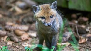 Münchner Feuerwehr rettet junge Füchse aus Schwimmbad