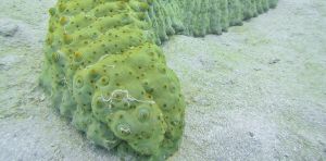 Regeneración, metamorfosis, diversidad y adaptación: el secreto de los equinodermos