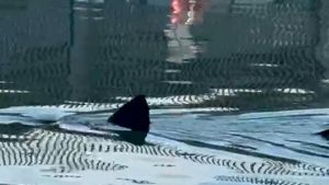 VÍDEO | Avistan un tiburón en el Port Olímpic de Barcelona