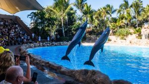 Einde aan dolfijnendansjes: Sunweb schrapt alle excursies met wilde dieren als vermaak
