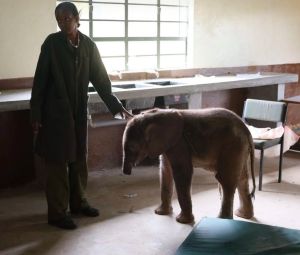 Long’uro the baby elephant lost his trunk in a vicious attack. He’s now thriving in the best way.