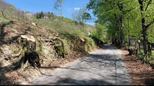 Montepiano, addio ai faggi secolari: tagliati gli alberi del viale alla Badia