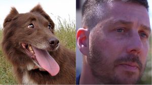 Cane travolto e ucciso, scovata l’auto. Chi era alla guida? Il cerchio si stringe