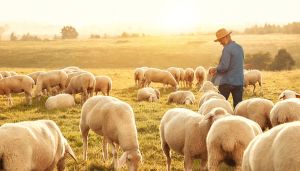 Ledere er hyrder, ikke herskere