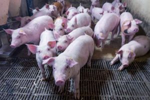 Læser reagerer på leder: - Nu må valgtabernes klagesang stoppe