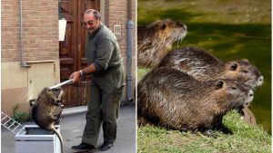 Abbattute 8.565 nutrie. Il piano di controllo 2026: 
