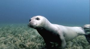 Tirreno centrale: il ritorno della foca monaca