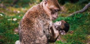 The way primates parent their young shows how strict labels like parenting styles miss the mark