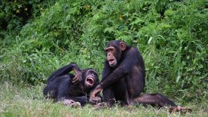 Anche gli scimpanzé si fanno la guerra e sono crudeli: bersaglio principale sono i cuccioli