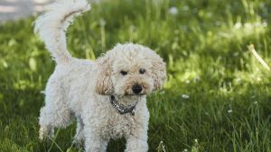 Un caniche suelto obligó a iniciar una persecución policial por el centro de Avilés: ahora su dueño tendrá que pagar 500 euros de multa