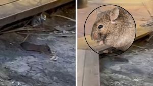 Superratas, cochinillas y babosas