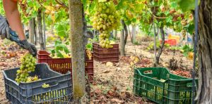 Cómo convertir los restos de uva en un filtro que limpia antibióticos del agua