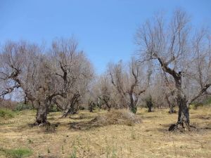 Xylella, misure obbligatorie contro la diffusione del vettore. Cia Puglia allerta gli enti