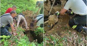 U Zagorju se otvorila zemlja i 'progutala' kobilu tešku pola tone: 'Mislili smo da nas netko zeza'