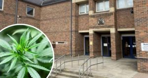 Couple aged 70 and 69 accused of growing and selling kilos of cannabis