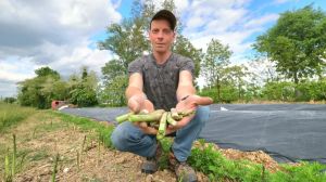 Vandali tra i filari, gli asparagi distrutti dal rally notturno