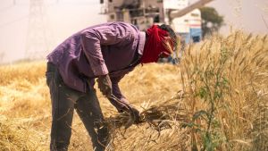 Summer in India: IMD predicts El Niño's entry, reduction in monsoon rains as fear of drought rises